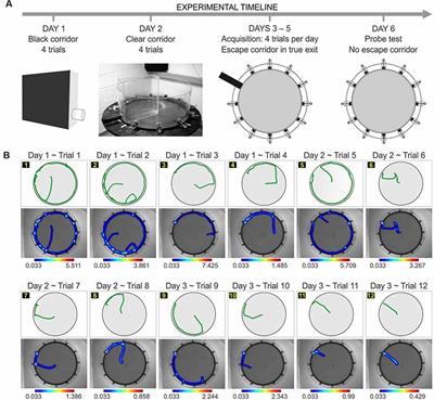 Large-Scale Validation of the Paddling Pool Task in the Clockmaze for Studying Hippocampus-Based Spatial Cognition in Mice